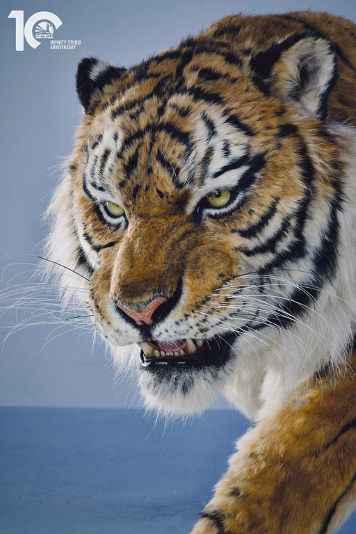 Infinity Studio Natural History Series: Siberian Tiger 1:1 Museum Level Replica