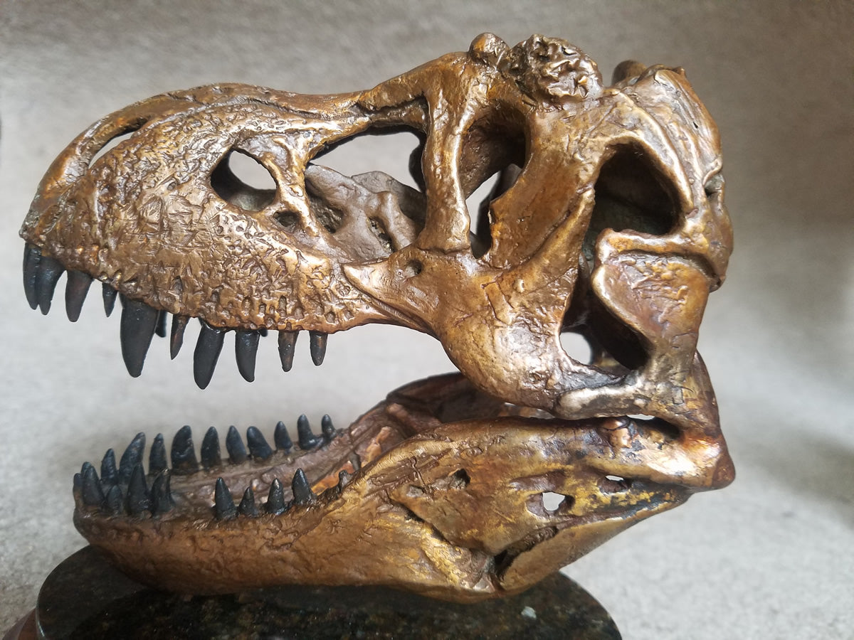 Tyrannosaurus Rex Skull Replica 1/10 Scale T.Rex shops